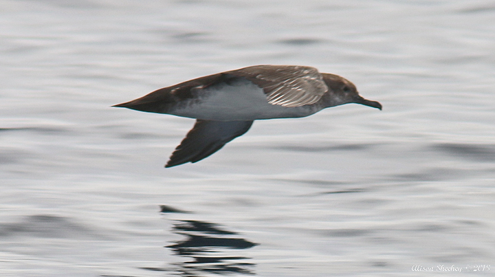 bird gliding a few inches above water